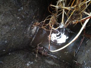 Raíces atascando el bajante y tuberías de la red de saneamiento