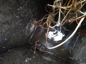 Raíces atascando el bajante y tuberías de la red de saneamiento